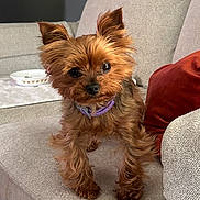 Paris is registered to the contest to win money with this photo: dog, small_dog, pet, yorkshire_terrier, purple_collar, couch, pillow, indoor, fur, ears, eyes, curious, standing, cozy, home, furniture, beige, brown, cute, animal