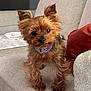 dog, small_dog, pet, yorkshire_terrier, purple_collar, couch, pillow, indoor, fur, ears, eyes, curious, standing, cozy, home, furniture, beige, brown, cute, animal
