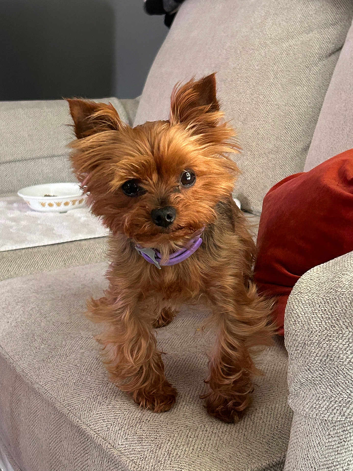 Paris is registered to the contest to win money with this photo: dog, small_dog, pet, yorkshire_terrier, purple_collar, couch, pillow, indoor, fur, ears, eyes, curious, standing, cozy, home, furniture, beige, brown, cute, animal