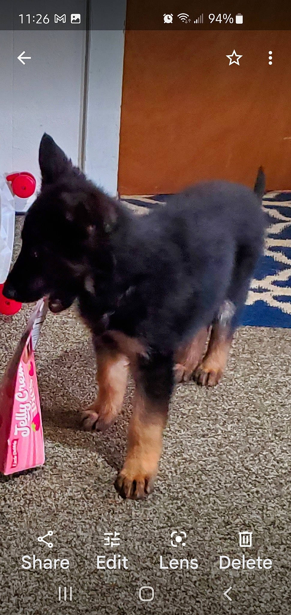 Kasey joined the competition — help win amazing prizes! ancient_dog_breeds, canidae, carmine, carnivore, companion_dog, cone, dog, dog_breed, dog_supply, foot, fur, herding_dog, king_shepherd, non_sporting_group, paw, snout, sporting_group, tail, working_animal, working_dog