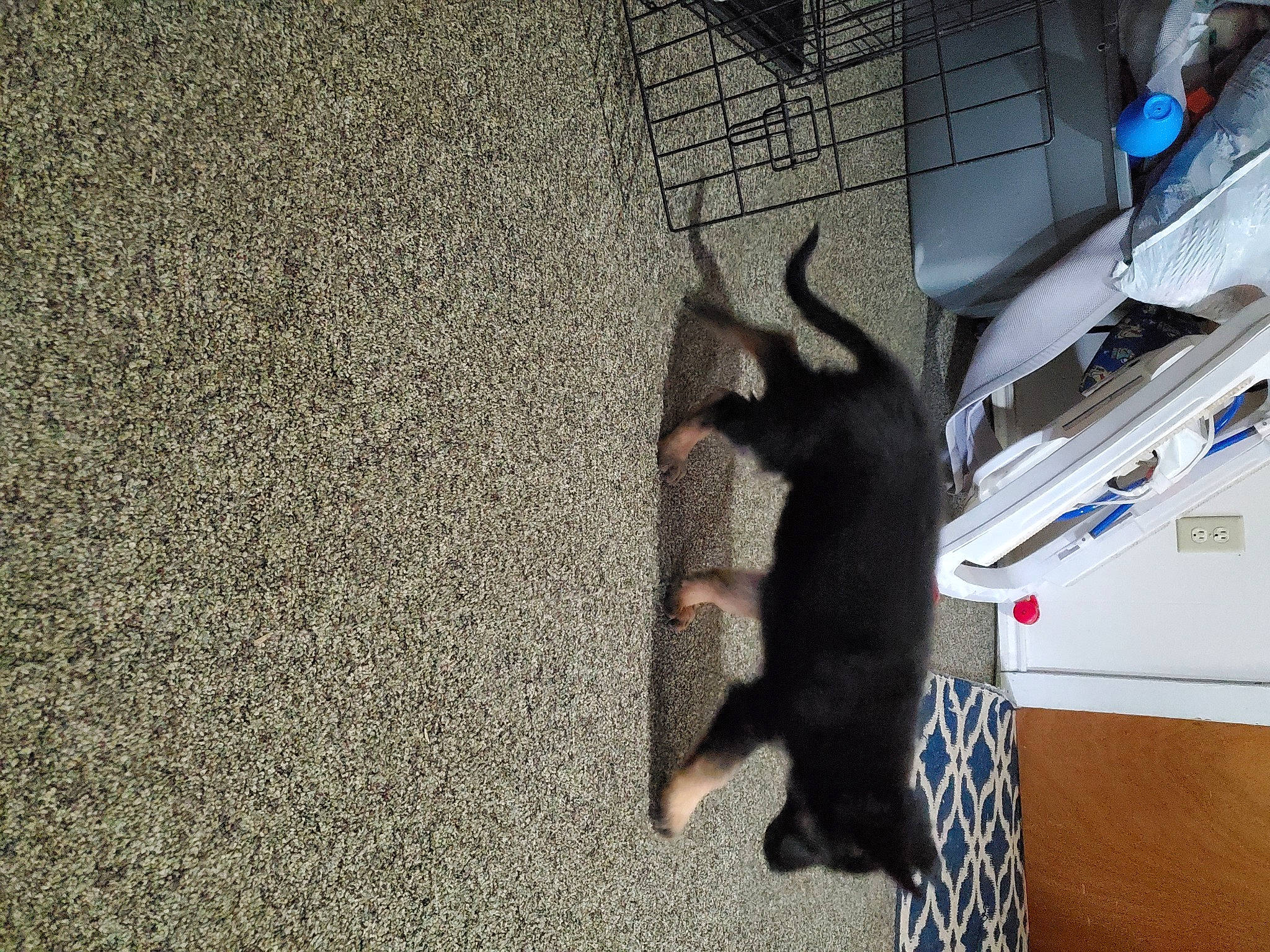 Kasey is registered to the contest to win money with this photo: asphalt, canidae, carnivore, cat, computer_keyboard, dog_breed, domestic_short_haired_cat, felidae, flooring, fur, hardwood, input_device, laptop, paw, peripheral, shadow, small_to_medium_sized_cats, sporting_group, tail, whiskers