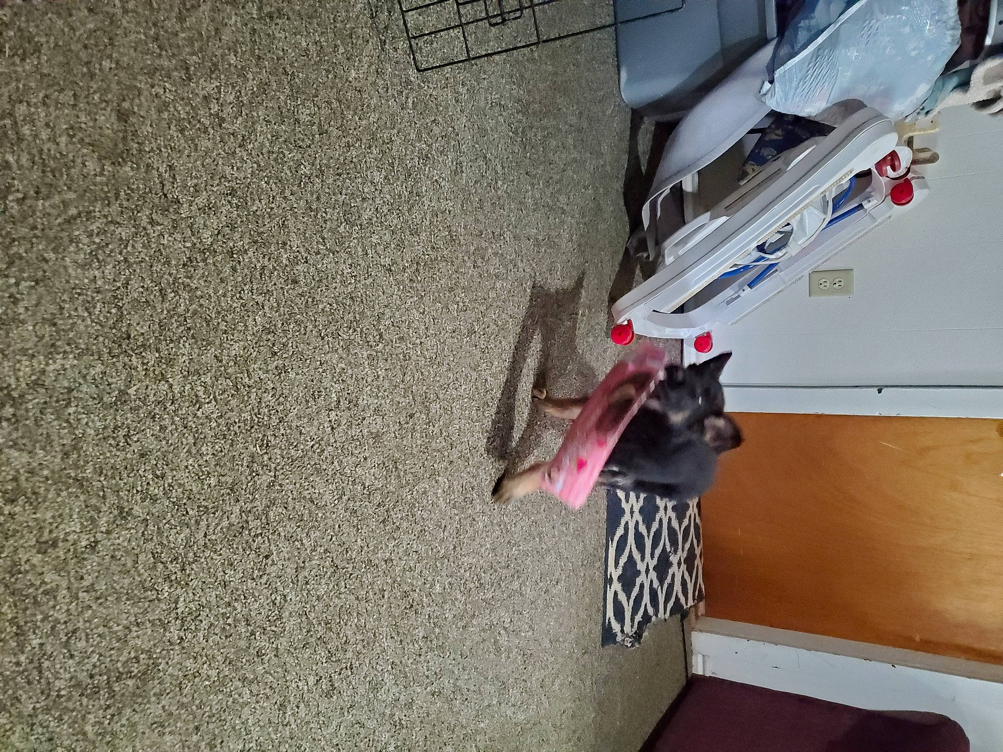 Kasey is registered to the contest to win money with this photo: art, asphalt, carmine, concrete, design, electrical_wiring, felidae, floor, flooring, grey, hardwood, machine, office_supplies, road_surface, room, shadow, small_to_medium_sized_cats, vehicle_door, wall, wood