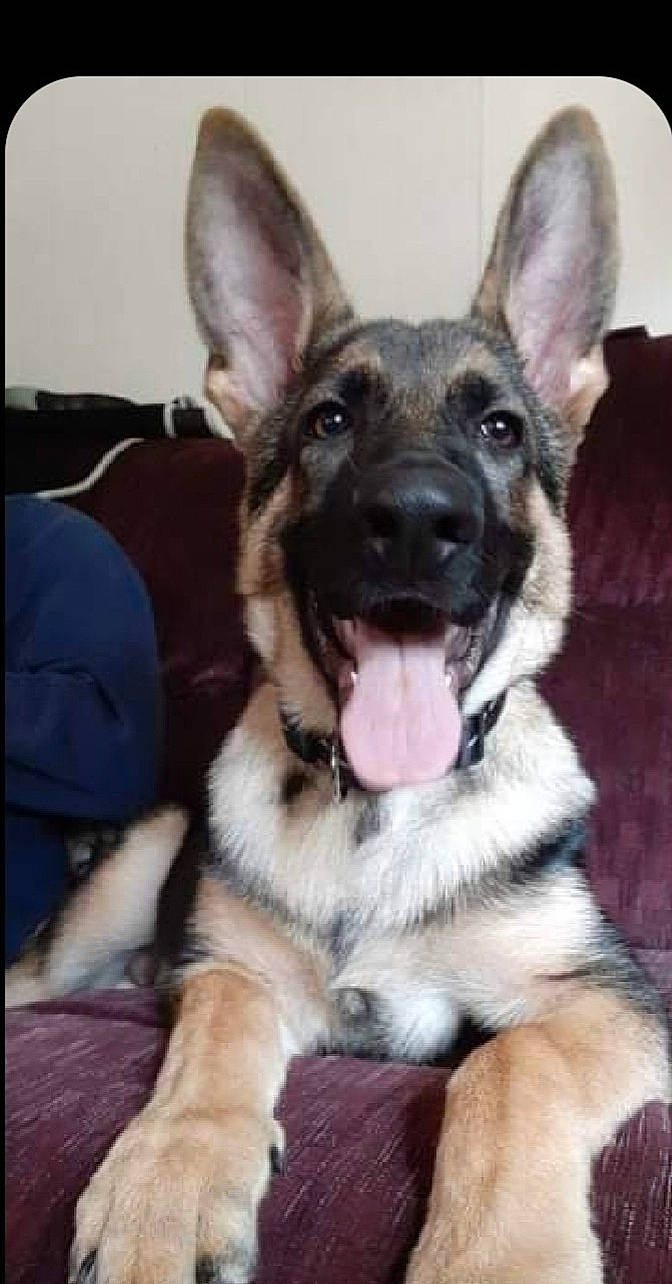 Koda is registered to the contest to win money with this photo: canidae, carnivore, collar, companion_dog, dog, dog_breed, dog_collar, ear, east_european_shepherd, fawn, fur, german_shepherd_dog, guard_dog, herding_dog, paw, snout, sporting_group, whiskers, working_animal, working_dog