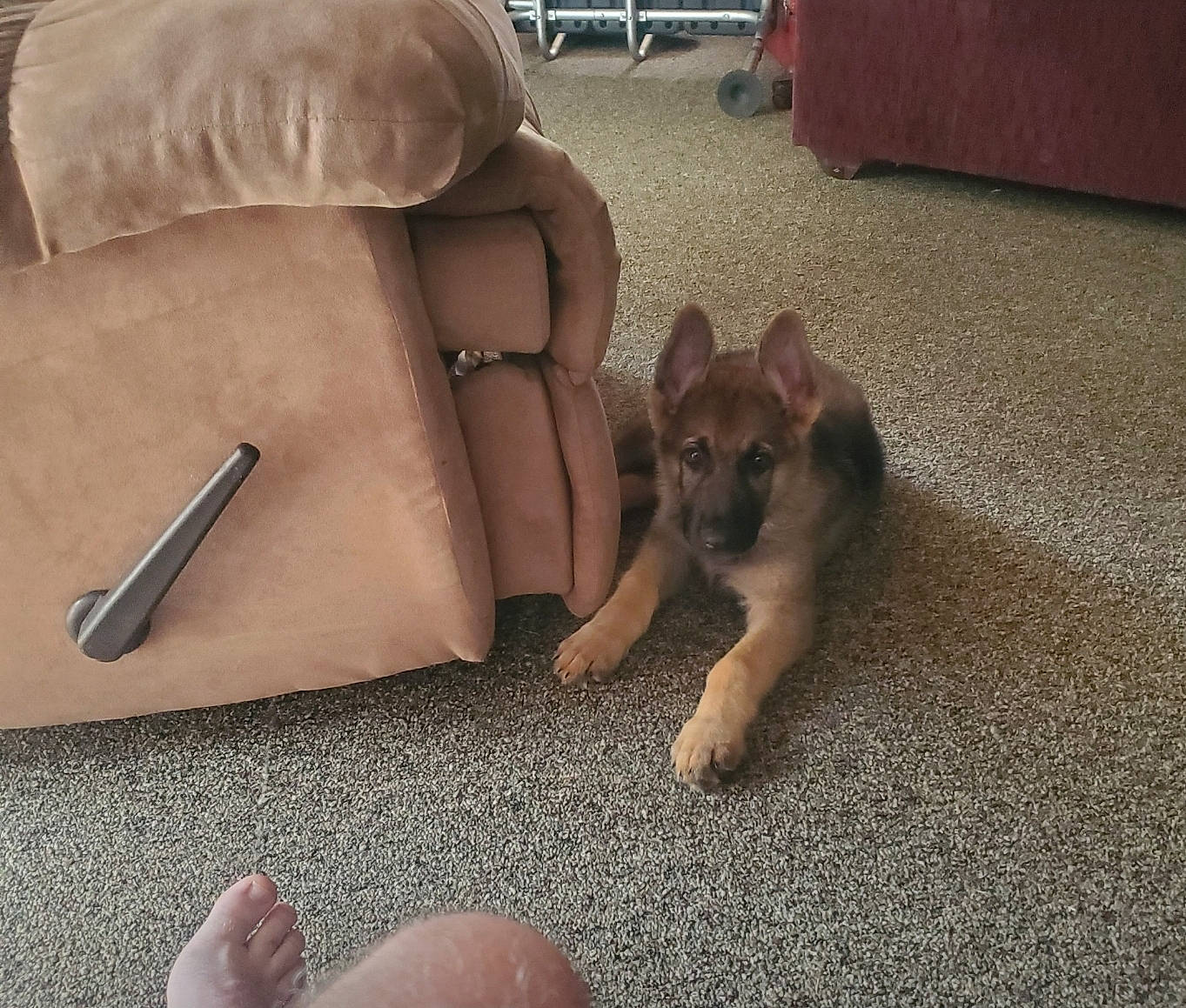 Koda is registered to the contest to win money with this photo: bulldog, canidae, carnivore, chair, comfort, companion_dog, couch, dog, dog_breed, fawn, floor, flooring, fur, hardwood, snout, sporting_group, tail, toy_dog, wood, working_animal