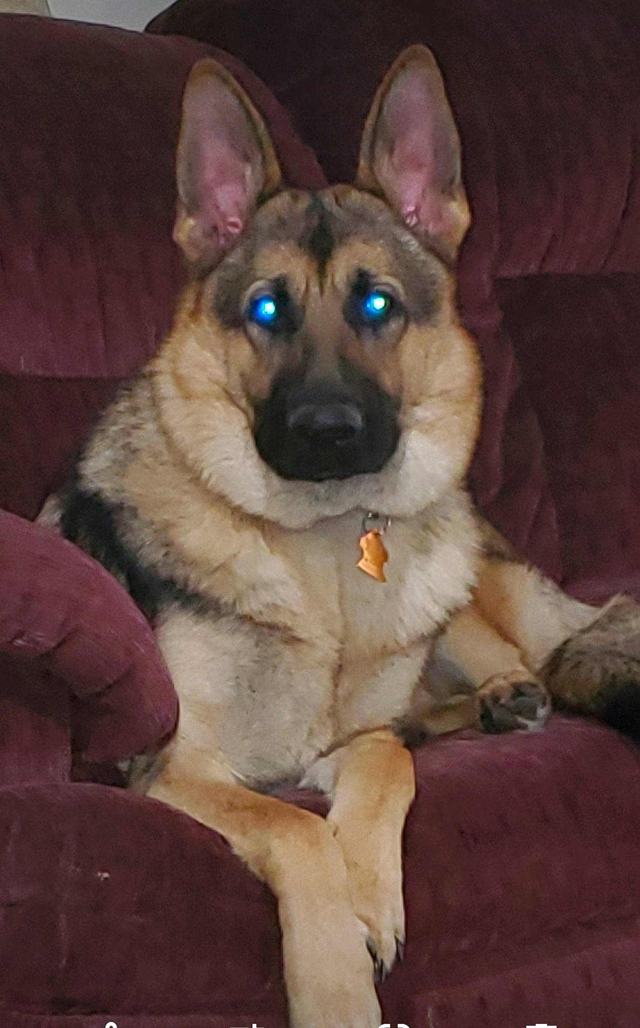 Koda joined the competition — help win amazing prizes! canidae, carnivore, collar, companion_dog, dog, dog_breed, dog_collar, dog_supply, door, ear, fawn, fur, german_shepherd_dog, jaw, snout, sporting_group, whiskers, working_animal, working_dog, wrinkle