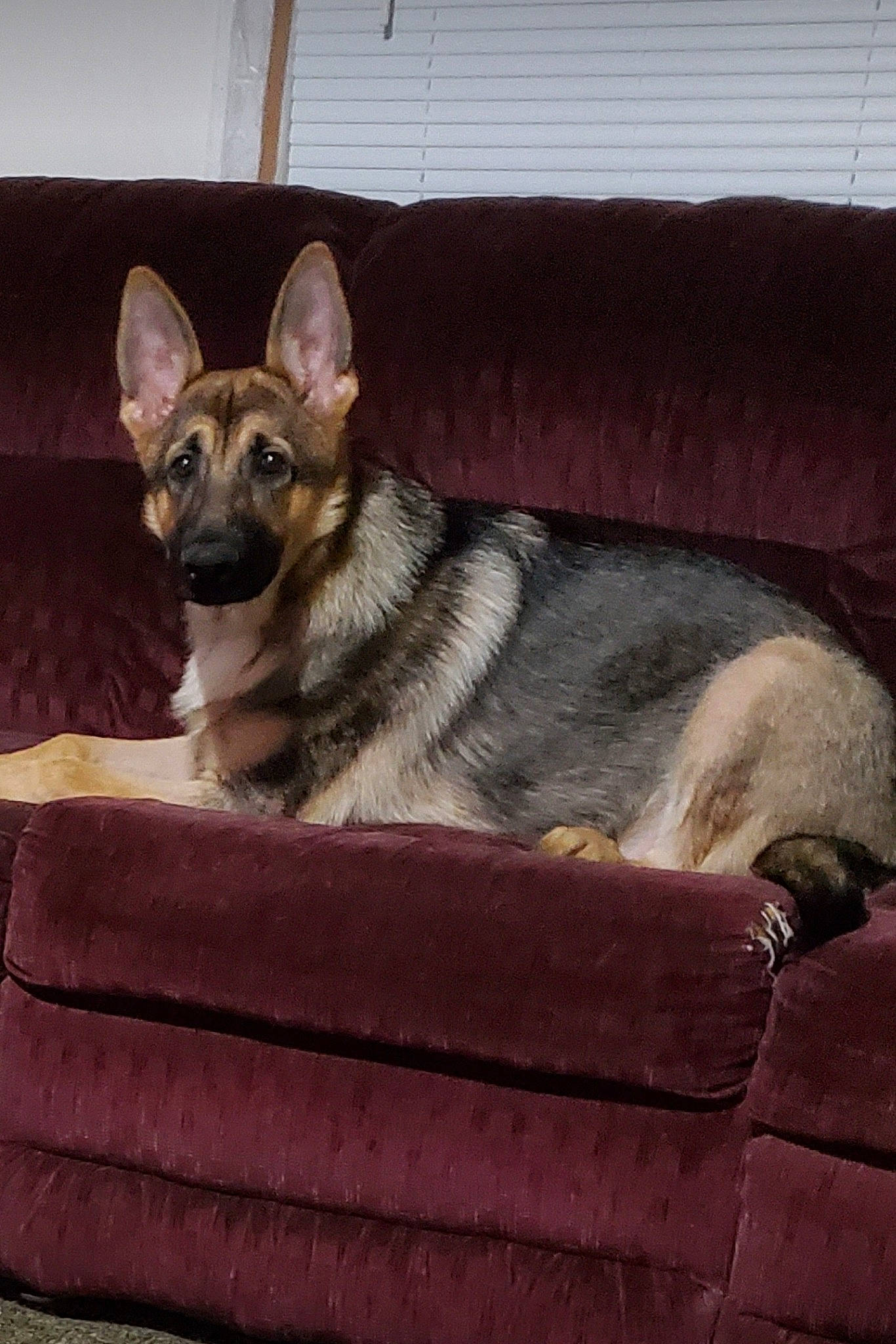 Koda joined the competition — help win amazing prizes! bored, canidae, carnivore, comfort, companion_dog, couch, dog, dog_breed, dog_supply, fawn, fur, grey, living_room, paw, rectangle, snout, sporting_group, terrestrial_animal, whiskers, working_animal