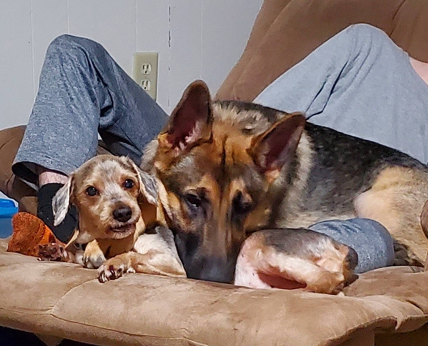 Koda is registered to the contest to win money with this photo: canidae, carnivore, chair, comfort, companion_dog, dog, dog_breed, fawn, fur, guard_dog, liver, recreation, snout, sporting_group, table, water_bottle, working_animal, working_dog