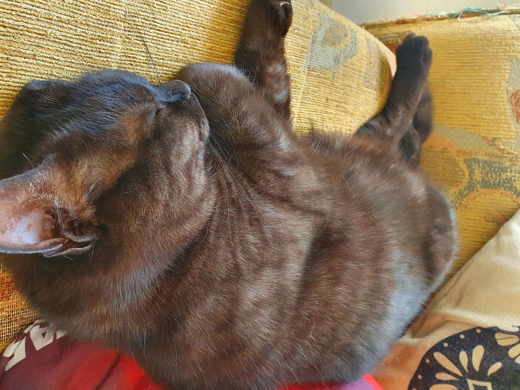 Kylo joined the competition — help win amazing prizes! canidae, carnivore, cat, collar, comfort, dog_breed, domestic_short_haired_cat, fawn, felidae, fur, liver, pet_supply, small_to_medium_sized_cats, snout, sporting_group, tail, terrestrial_animal, whiskers, window, working_animal