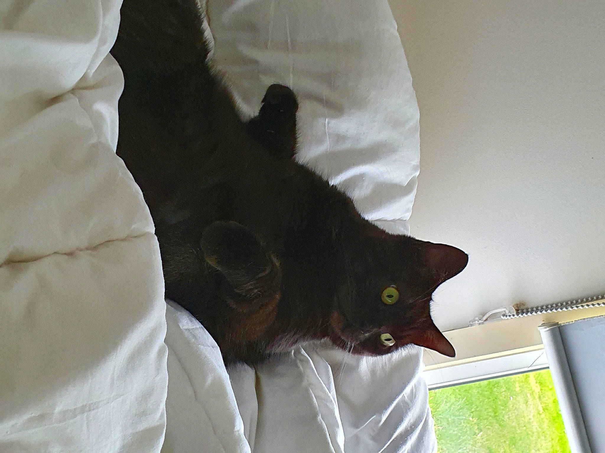 Kylo joined the competition — help win amazing prizes! black_cat, bombay, carnivore, cat, comfort, domestic_short_haired_cat, felidae, fur, grey, havana_brown, linens, plant, sleeve, small_to_medium_sized_cats, tail, whiskers, window