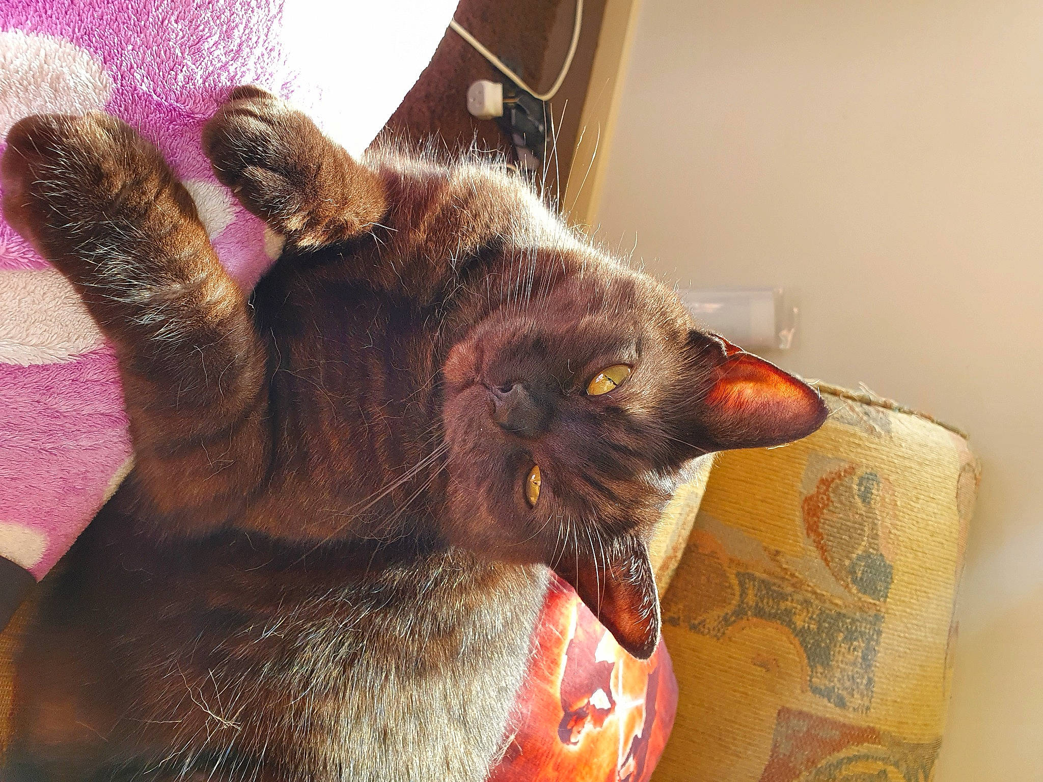 Kylo joined the competition — help win amazing prizes! carnivore, cat, claw, comfort, domestic_short_haired_cat, ear, fawn, felidae, fur, gesture, liver, nail, natural_material, paw, small_to_medium_sized_cats, snout, whiskers