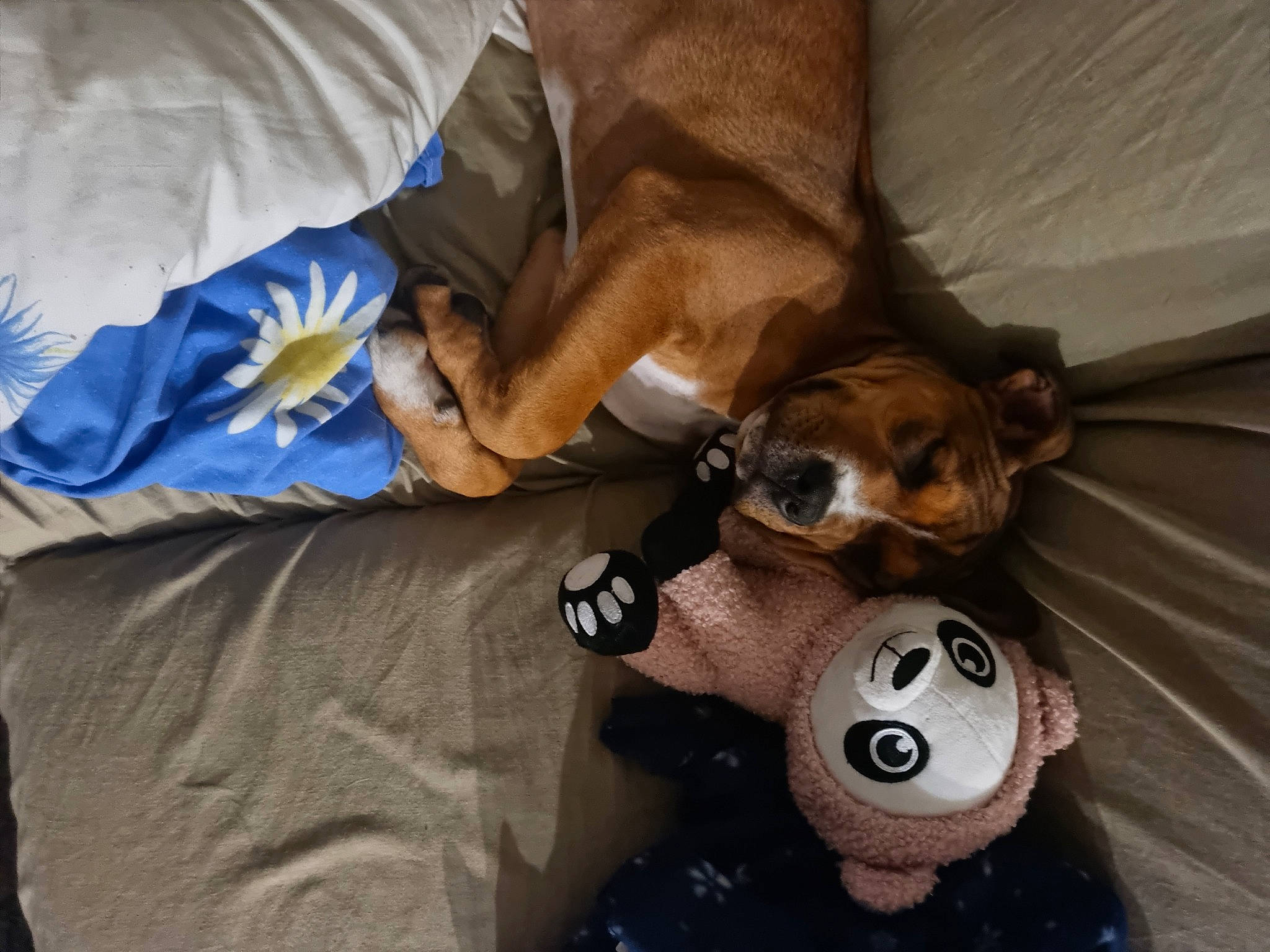 Letty is registered to the contest to win money with this photo: ball, canidae, carnivore, comfort, companion_dog, dog, dog_breed, fawn, fur, linens, mammal, panda, paw, red_panda, snout, sporting_group, stuffed_toy, toy, whiskers, working_animal