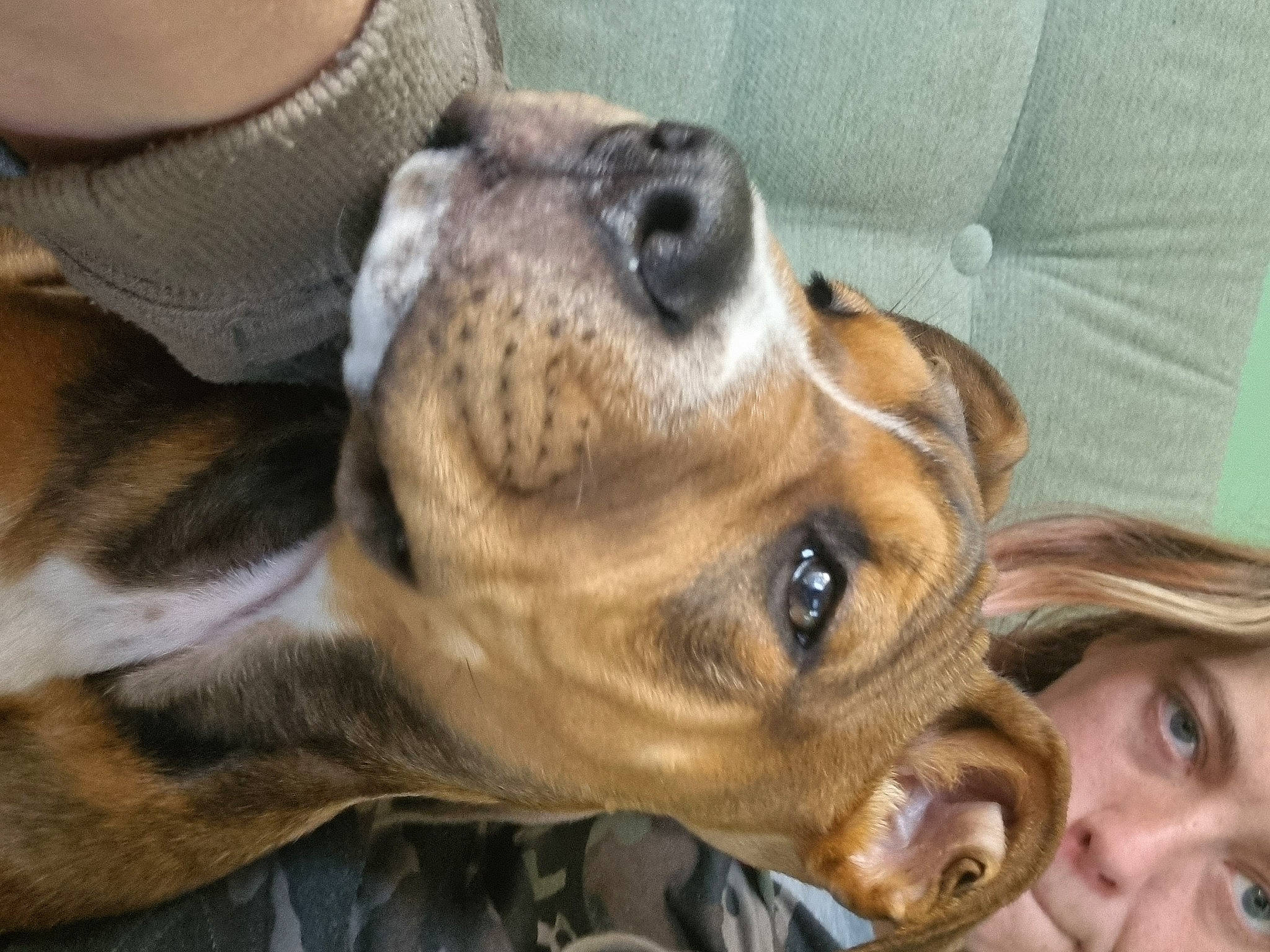 Letty is registered to the contest to win money with this photo: canidae, carnivore, comfort, companion_dog, dog, dog_breed, ear, fawn, fur, hound, liver, paw, puppy, puppy_love, snout, sporting_group, sunglasses, whiskers, working_animal, wrinkle