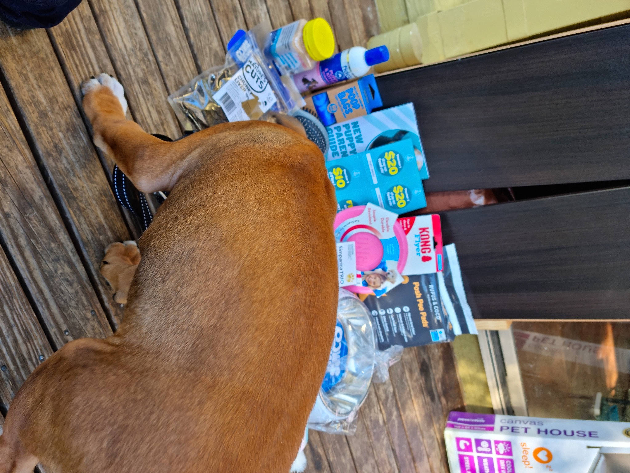 Letty joined the competition — help win amazing prizes! canidae, carnivore, collar, companion_dog, dog, dog_breed, fawn, foot, guard_dog, hardwood, human_leg, liver, pet_supply, snout, sporting_group, tail, water_bottle, wood, working_animal, wrist