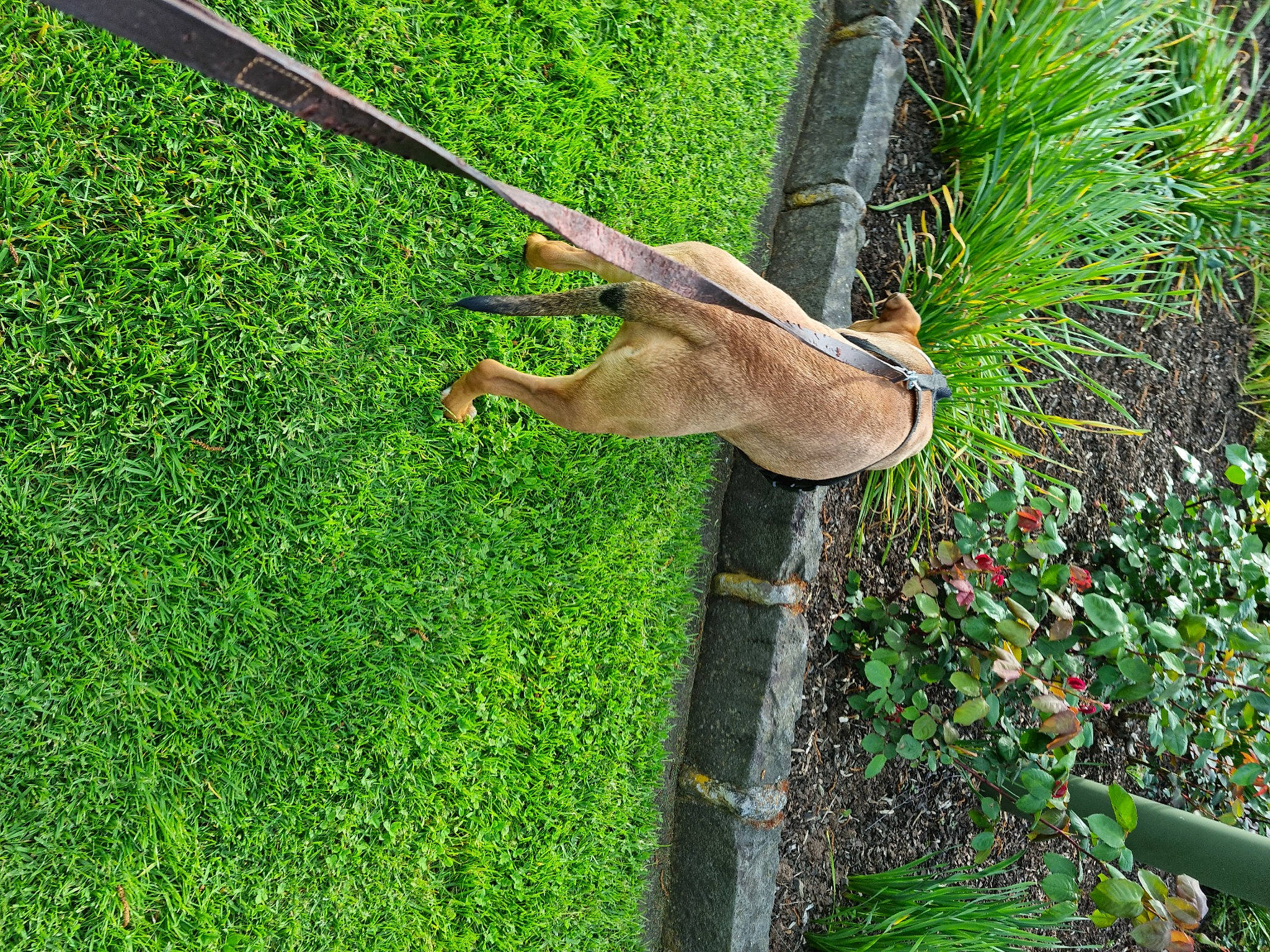 Letty is registered to the contest to win money with this photo: fawn, grass, grass_family, grassland, green, groundcover, herb, jungle, landscape, people_in_nature, plant, plant_stem, shrub, tail, terrestrial_animal, terrestrial_plant, tree, trunk, wildlife, wood