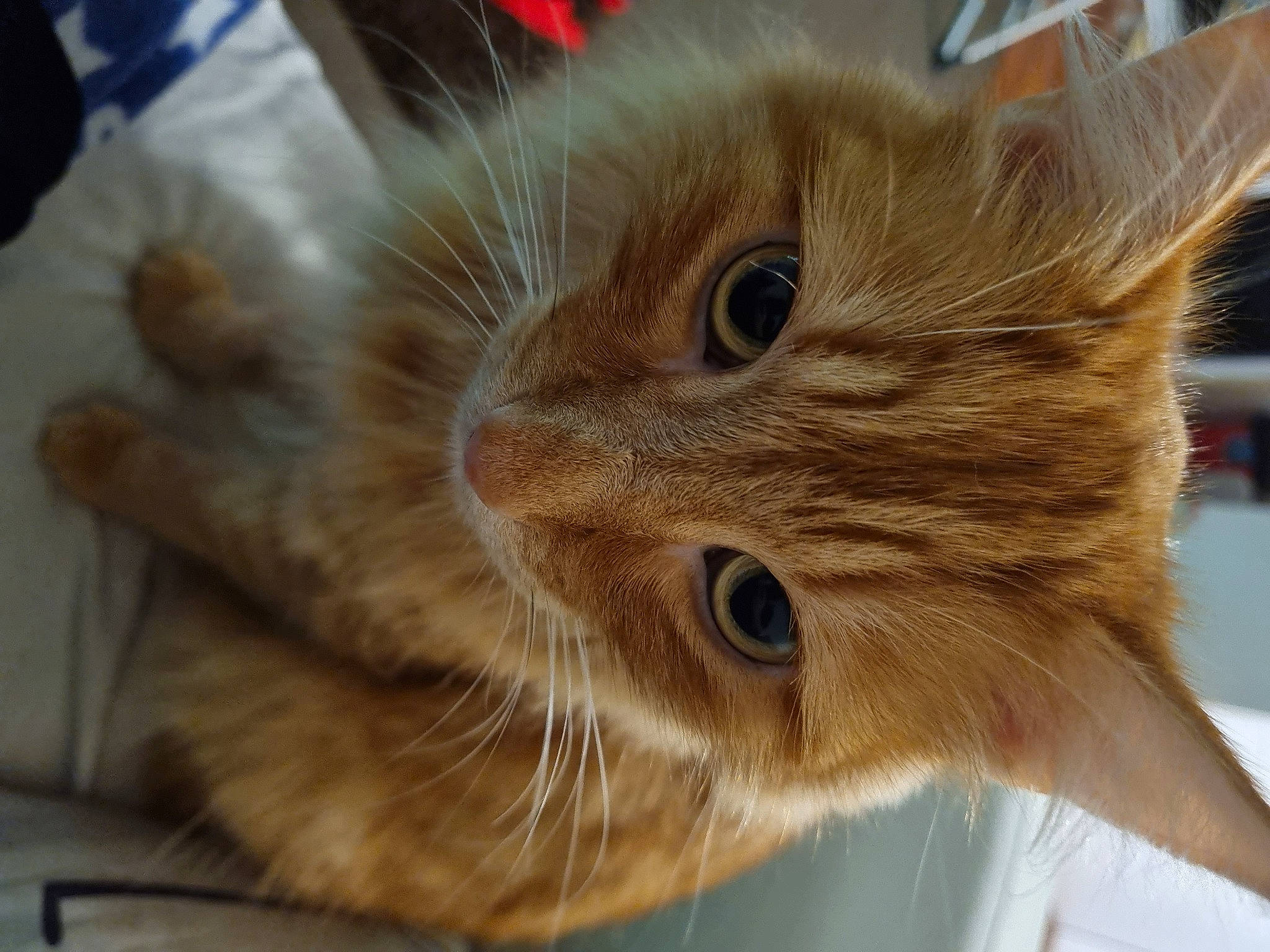 Ed 'The Red' is registered to the contest to win money with this photo: carnivore, cat, curious, domestic_short_haired_cat, ear, fawn, felidae, fur, liver, small_to_medium_sized_cats, snout, tail, terrestrial_animal, whiskers, wood