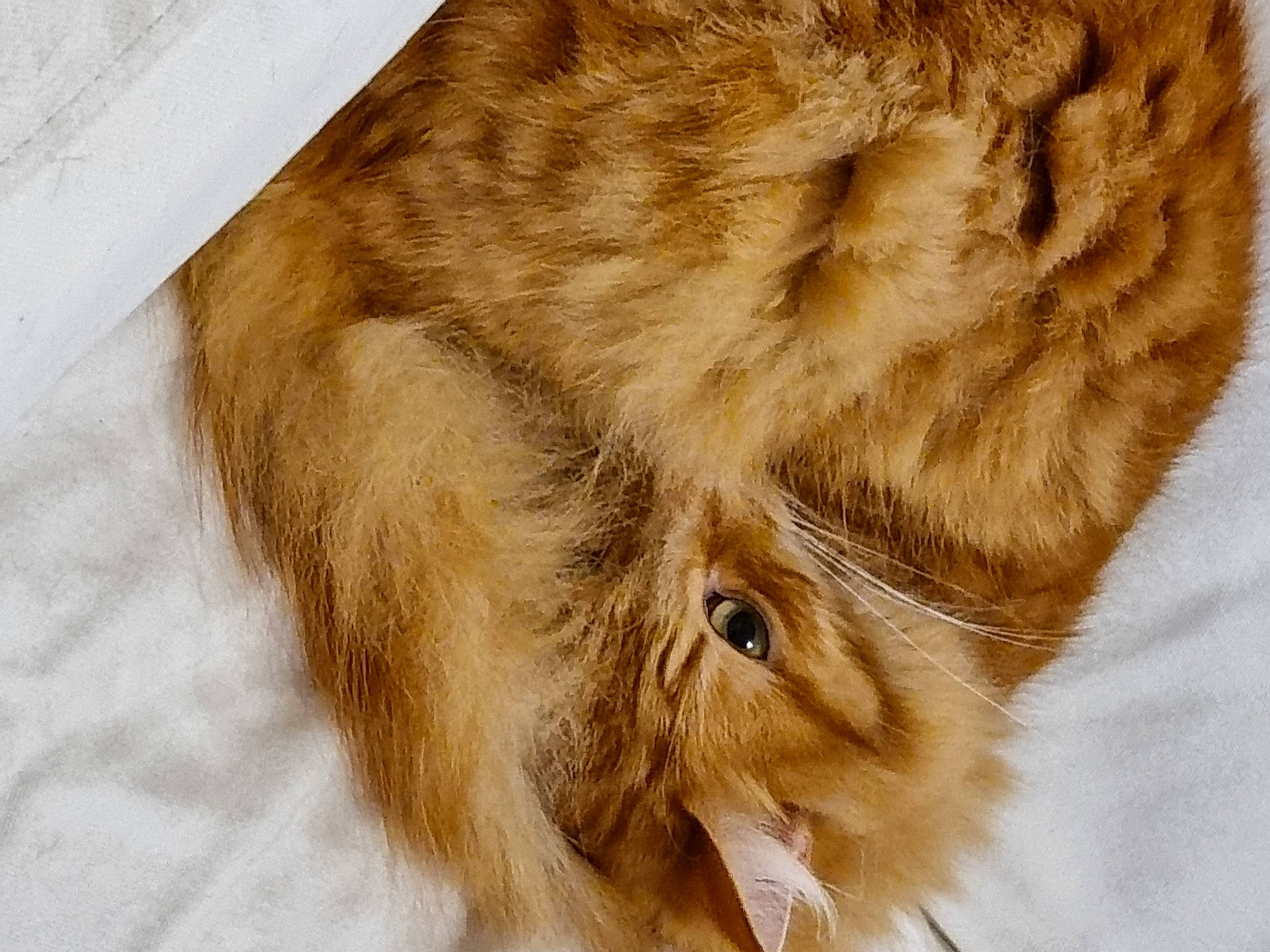 Ed 'The Red' is registered to the contest to win money with this photo: carnivore, cat, claw, domestic_short_haired_cat, ear, fawn, felidae, fur, gesture, paw, small_to_medium_sized_cats, snout, tail, terrestrial_animal, whiskers, wood, wrinkle