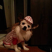 Shiro is registered to the contest to win money with this photo: