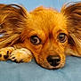 dog, close_up, pet, resting, ears, fur, brown, cute, animal, face, expression, looking, lying_down, soft_surface, indoor, adorable, portrait, whiskers, nose, calm