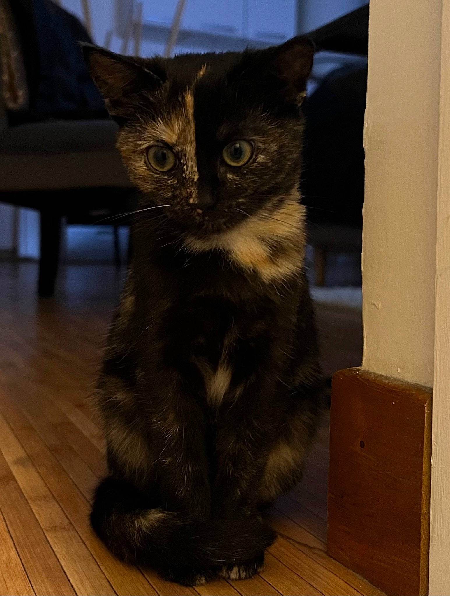 Noisette a rejoint le concours — aidez-le/la à gagner de superbes lots ! carnivore, cat, domestic_short_haired_cat, fawn, felidae, flooring, fur, hardwood, paw, plank, small_to_medium_sized_cats, snout, tail, terrestrial_animal, varnish, whiskers, window, wood, wood_flooring, wood_stain