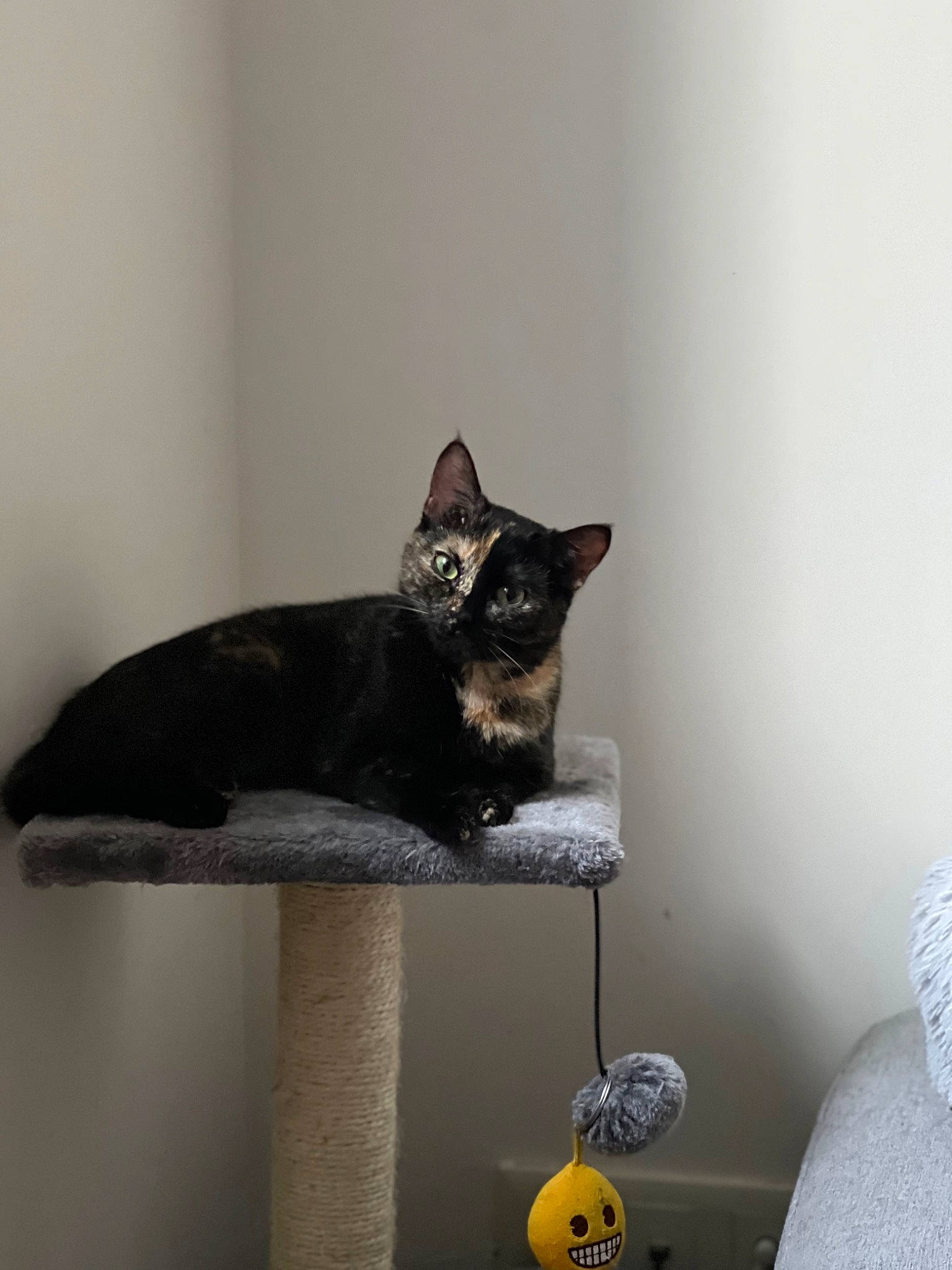 Noisette participe au concours pour gagner de l'argent avec cette photo : black_cat, carnivore, cat, cat_bed, cat_furniture, cat_supply, chair, comfort, domestic_short_haired_cat, felidae, fur, grey, room, sculpture, small_to_medium_sized_cats, snout, tail, whiskers, wood