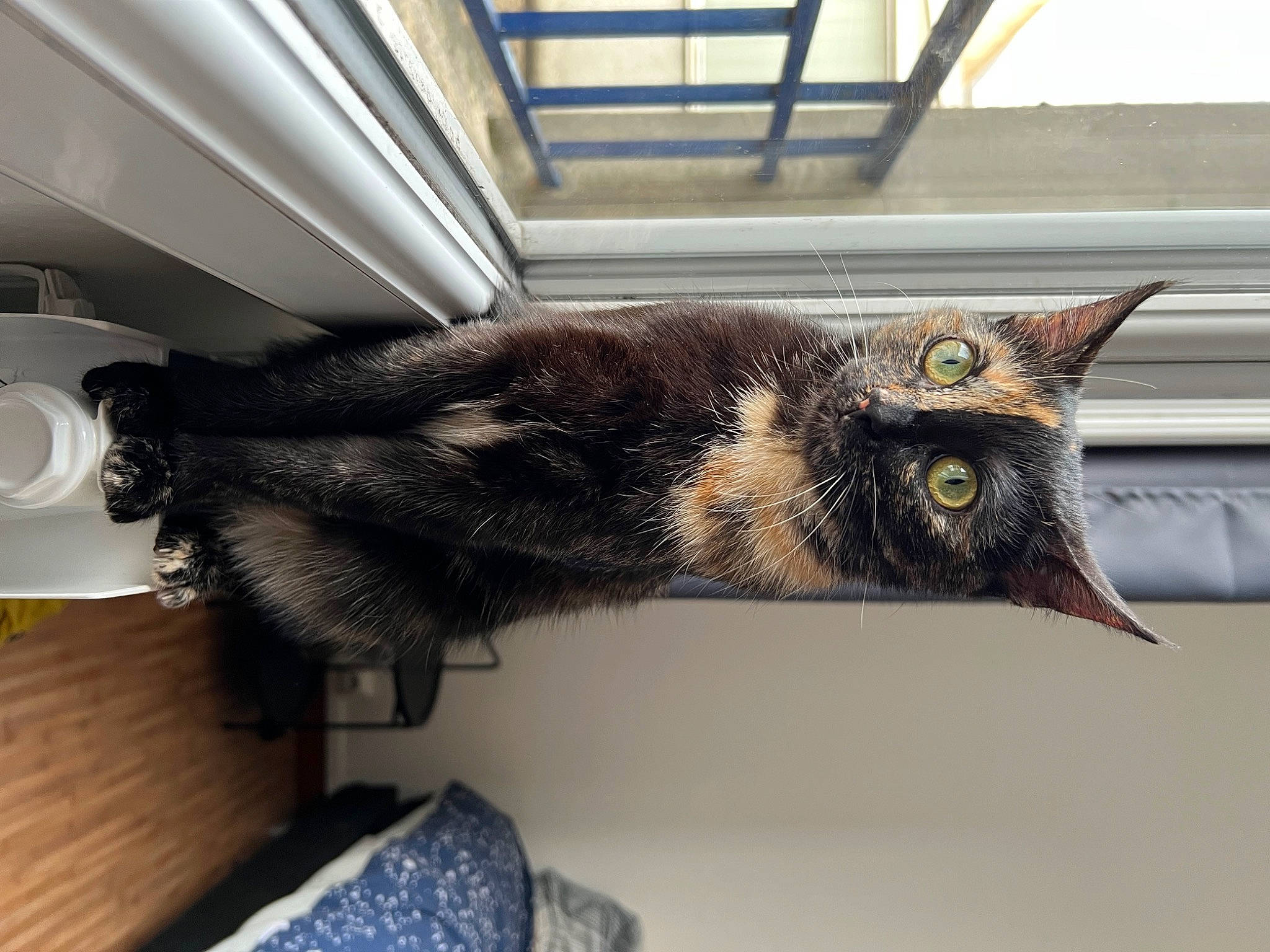 Noisette participe au concours pour gagner de l'argent avec cette photo : black_cat, carnivore, cat, ceiling, claw, domestic_short_haired_cat, felidae, fur, mechanical_fan, metal, paw, room, small_to_medium_sized_cats, tail, whiskers, window