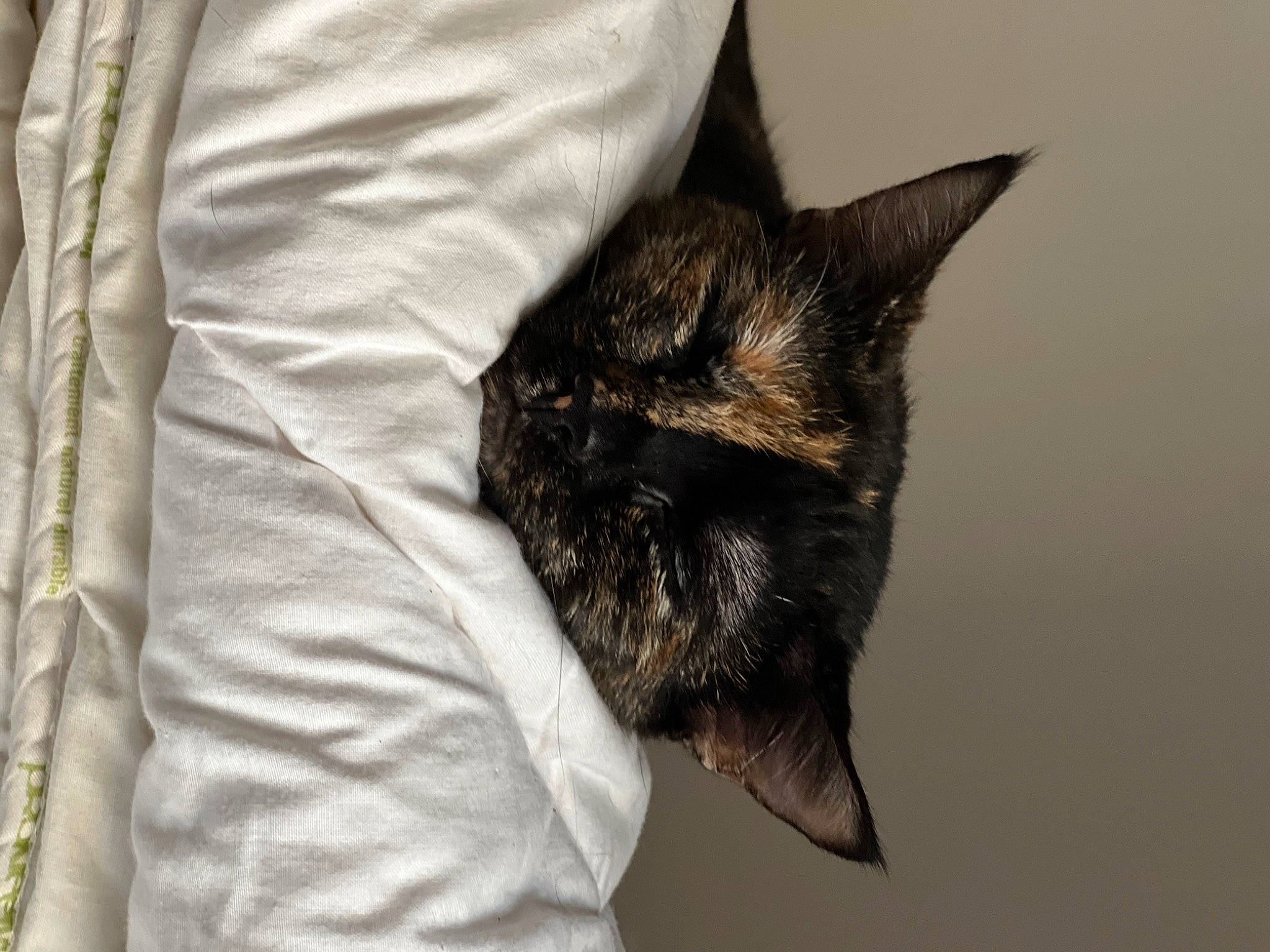 Noisette participe au concours pour gagner de l'argent avec cette photo : black_cat, carnivore, cat, claw, comfort, domestic_short_haired_cat, ear, eye, felidae, fur, gesture, grey, linens, paw, sleeve, small_to_medium_sized_cats, snout, tail, whiskers