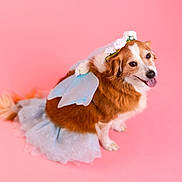 Frankie is registered to the contest to win money with this photo: dog, fairy_costume, wings, flower_crown, pink_background, pet, cute, happy, tongue_out, costume, animal, portrait, studio, fluffy, brown_and_white, sitting, playful, festive, adorable, friendly