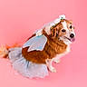 dog, fairy_costume, wings, flower_crown, pink_background, pet, cute, happy, tongue_out, costume, animal, portrait, studio, fluffy, brown_and_white, sitting, playful, festive, adorable, friendly