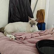 Elsa is registered to the contest to win money with this photo: cat, siamese_cat, blue_eyes, pet, animal, lying_down, bed, blanket, pink_blanket, bedroom, indoors, broom, laundry_bag, pet_bowl, white_fur, brown_markings, pointed_ears, whiskers, portrait, home