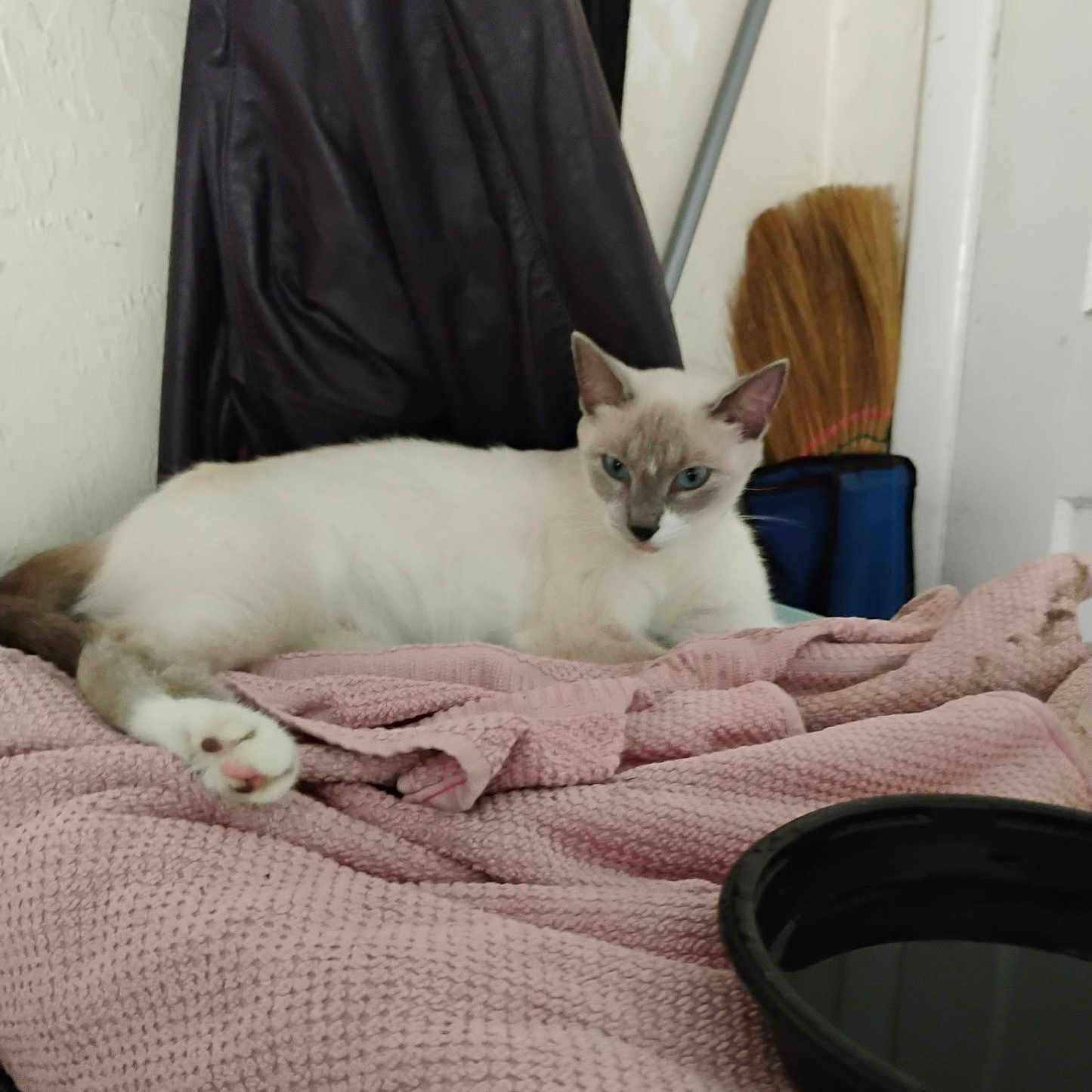 Elsa is registered to the contest to win money with this photo: cat, siamese_cat, blue_eyes, pet, animal, lying_down, bed, blanket, pink_blanket, bedroom, indoors, broom, laundry_bag, pet_bowl, white_fur, brown_markings, pointed_ears, whiskers, portrait, home