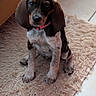 puppy, dog, hound, floppy_ears, brown_fur, black_fur, white_chest, red_collar, sitting, indoors, rug, fluffy_rug, tile_floor, wooden_furniture, portrait, pet, cute, wide_eyes, front_view, home