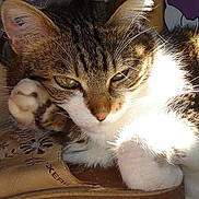 Comète participe au concours pour gagner de l'argent avec cette photo :