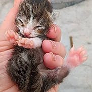 Pandora joined the competition — help win amazing prizes! adorable, animal, claws, closeup, cute, domestic_cat, fingers, fur, hand, kitten, mammal, newborn, paw, person, pet, pink, resting, sleeping, tiny, young