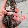 adorable, animal, claws, closeup, cute, domestic_cat, fingers, fur, hand, kitten, mammal, newborn, paw, person, pet, pink, resting, sleeping, tiny, young