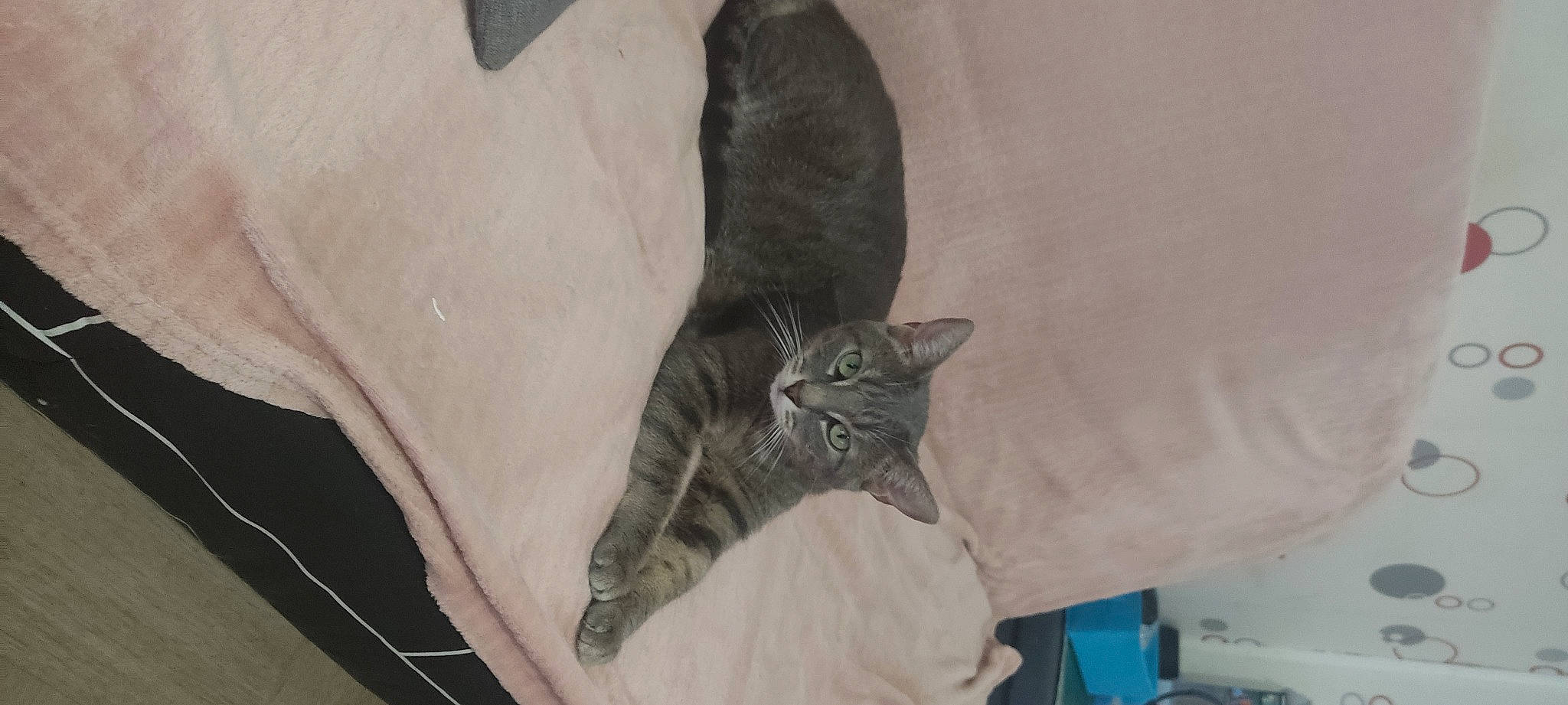 Cinza a rejoint le concours — aidez-le/la à gagner de superbes lots ! bed, black_cat, carnivore, cat, claw, comfort, domestic_short_haired_cat, felidae, fur, grey, linens, paw, room, sleeve, small_to_medium_sized_cats, tail, whiskers