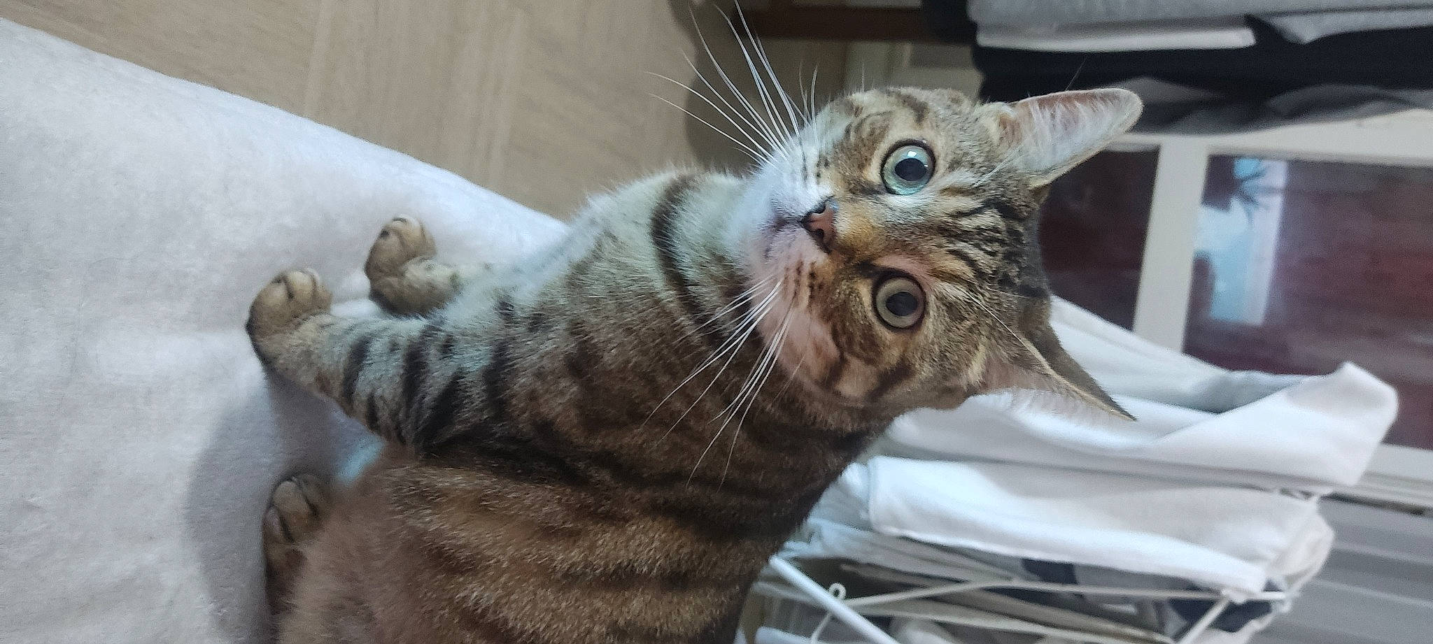 Guimauve participe au concours pour gagner de l'argent avec cette photo : carnivore, cat, claw, domestic_short_haired_cat, ear, felidae, fur, paw, small_to_medium_sized_cats, snout, tail, terrestrial_animal, whiskers