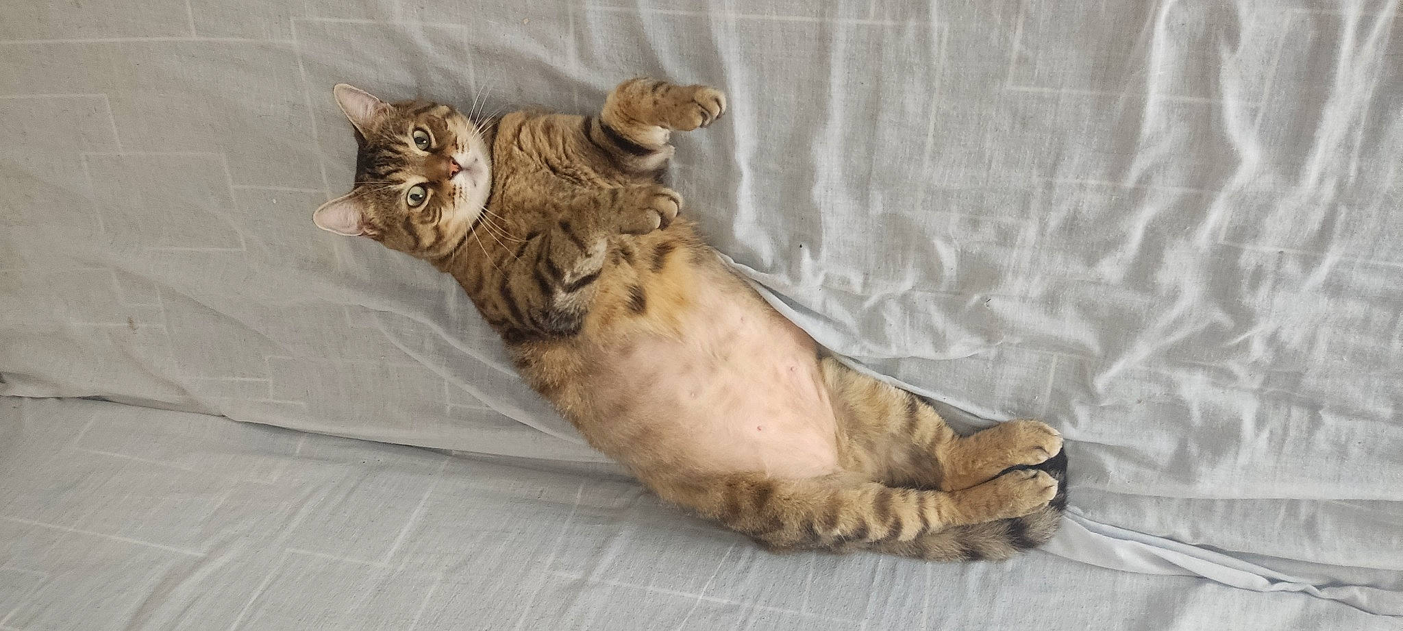 Guimauve a rejoint le concours — aidez-le/la à gagner de superbes lots ! carnivore, cat, cat_bed, claw, comfort, domestic_short_haired_cat, fawn, felidae, fur, paw, small_to_medium_sized_cats, tail, terrestrial_animal, whiskers, wildlife, wood