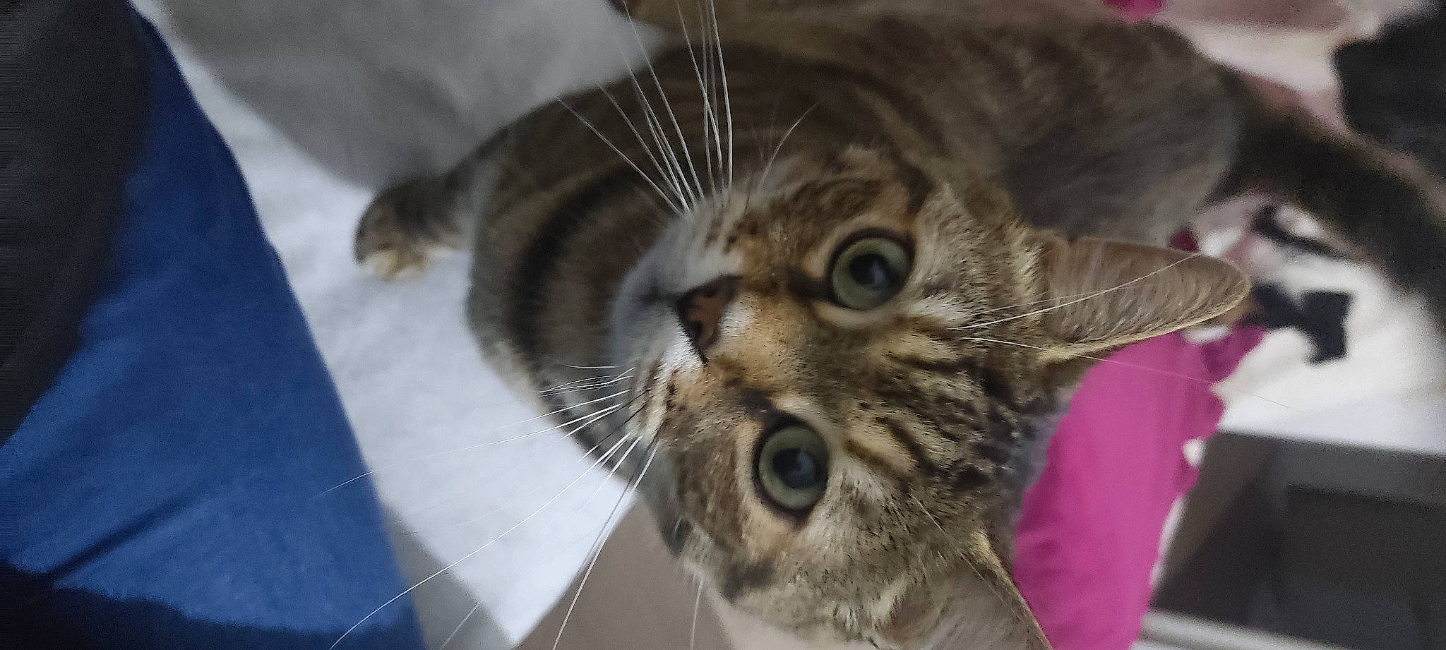 Guimauve a rejoint le concours — aidez-le/la à gagner de superbes lots ! carnivore, cat, claw, domestic_short_haired_cat, ear, eye, fawn, felidae, fur, head, paw, small_to_medium_sized_cats, terrestrial_animal, whiskers, wildlife