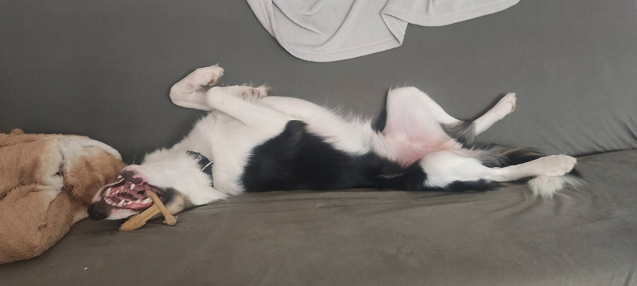 Saïko a rejoint le concours — aidez-le/la à gagner de superbes lots ! canidae, carnivore, cat, comfort, companion_dog, dog_breed, domestic_short_haired_cat, felidae, foot, fur, hardwood, human_leg, mammal, nap, paw, room, small_to_medium_sized_cats, tail, vertebrate, whiskers