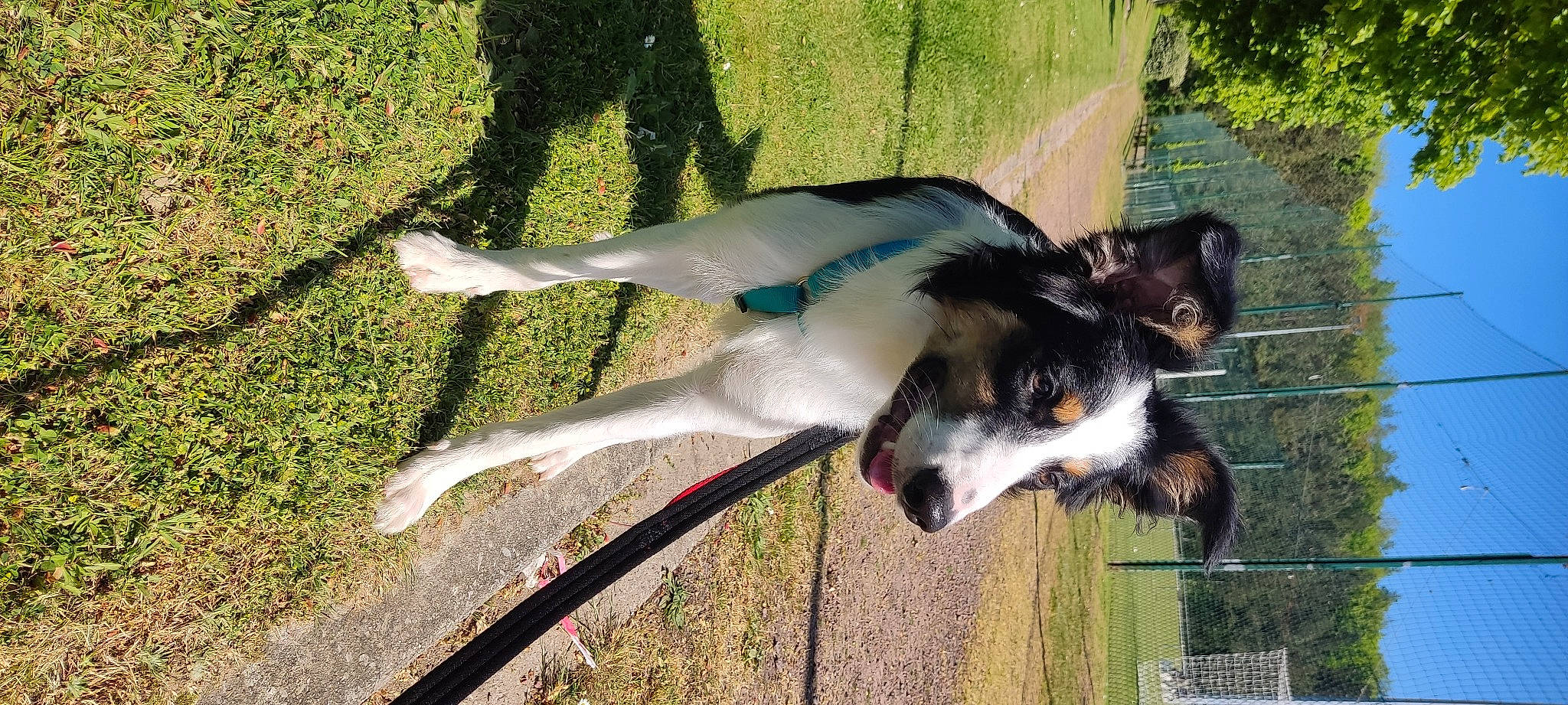 Saïko a rejoint le concours — aidez-le/la à gagner de superbes lots ! art, canidae, carnivore, collar, companion_dog, dog, dog_breed, dog_supply, event, fur, grass, groundcover, pet_supply, plant, shadow, sporting_group, tail, terrestrial_animal, wing, working_dog