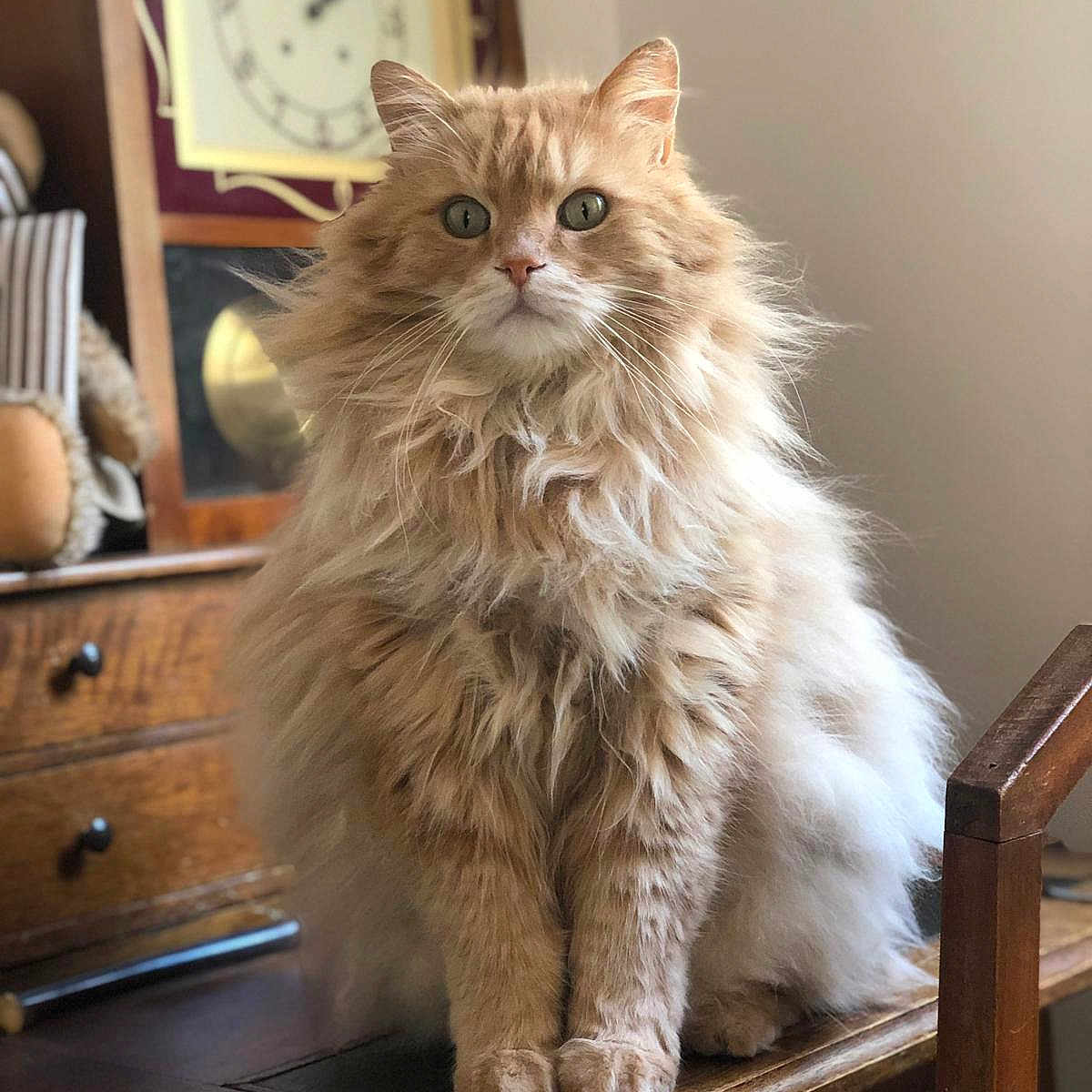 Nougat a rejoint le concours — aidez-le/la à gagner de superbes lots ! animal, calm, cat, clock, cute, domestic_cat, eyes, feline, fluffy, fur, furniture, home_decor, indoor, orange, pet, portrait, sitting, vintage, whiskers, wooden_desk