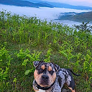 Taz a rejoint le concours — aidez-le/la à gagner de superbes lots ! alert, animal, canine, collar, daylight, dog, ferns, field, grass, greenery, hill, landscape, merle_coat, mist, mountains, nature, outdoor, pet, scenic, sky