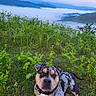 alert, animal, canine, collar, daylight, dog, ferns, field, grass, greenery, hill, landscape, merle_coat, mist, mountains, nature, outdoor, pet, scenic, sky