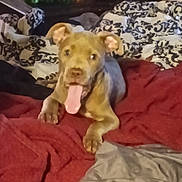 Pixy joined the competition — help win amazing prizes! dog, puppy, tongue_out, blanket, bedroom, indoor, patterned_blanket, table, bottles, happy, pet, cute, lying_down, brown_dog, ears_up, fur, domestic_animal, resting, playful, cozy