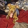 dog, puppy, tongue_out, blanket, bedroom, indoor, patterned_blanket, table, bottles, happy, pet, cute, lying_down, brown_dog, ears_up, fur, domestic_animal, resting, playful, cozy