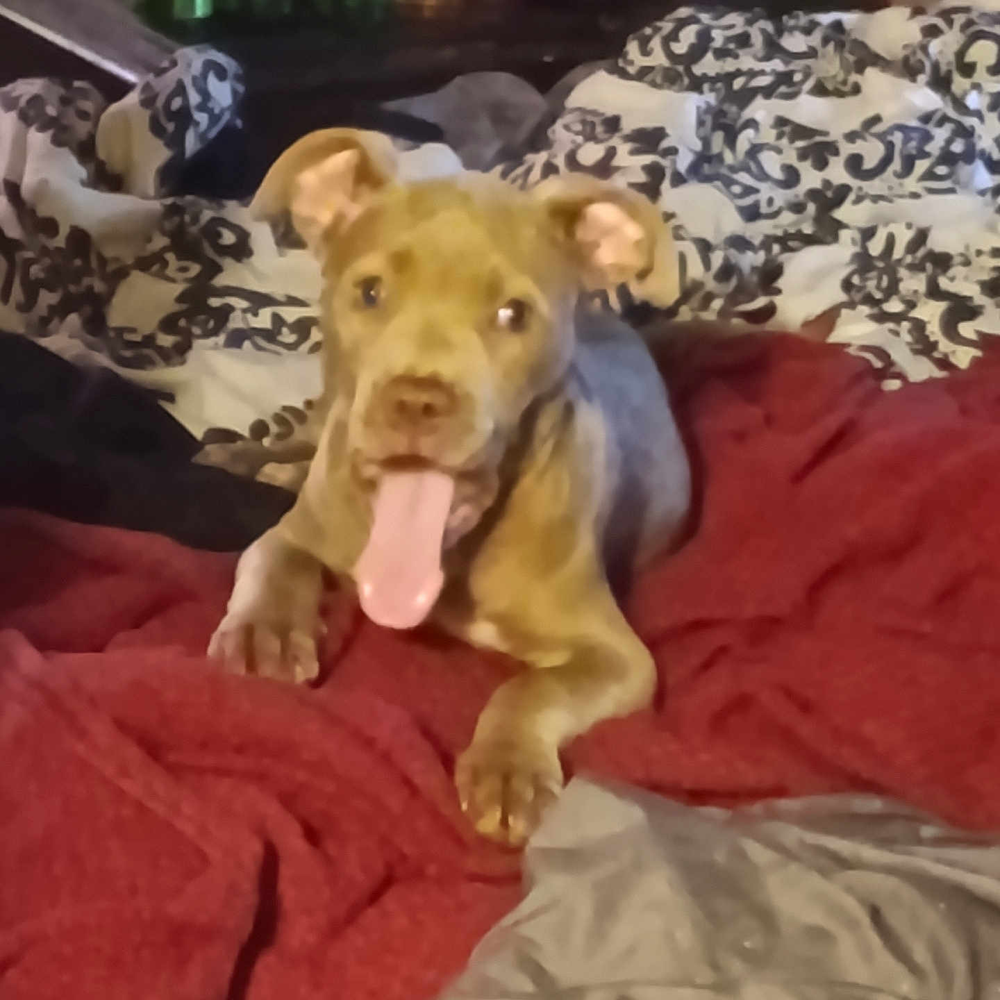 Pixy joined the competition — help win amazing prizes! dog, puppy, tongue_out, blanket, bedroom, indoor, patterned_blanket, table, bottles, happy, pet, cute, lying_down, brown_dog, ears_up, fur, domestic_animal, resting, playful, cozy