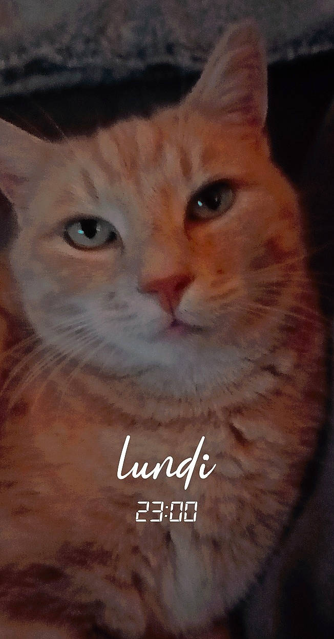 Rouky participe au concours pour gagner de l'argent avec cette photo : carnivore, cat, cat_supply, close_up, domestic_short_haired_cat, fawn, felidae, fur, paw, photo_caption, small_to_medium_sized_cats, snout, terrestrial_animal, whiskers, wildlife