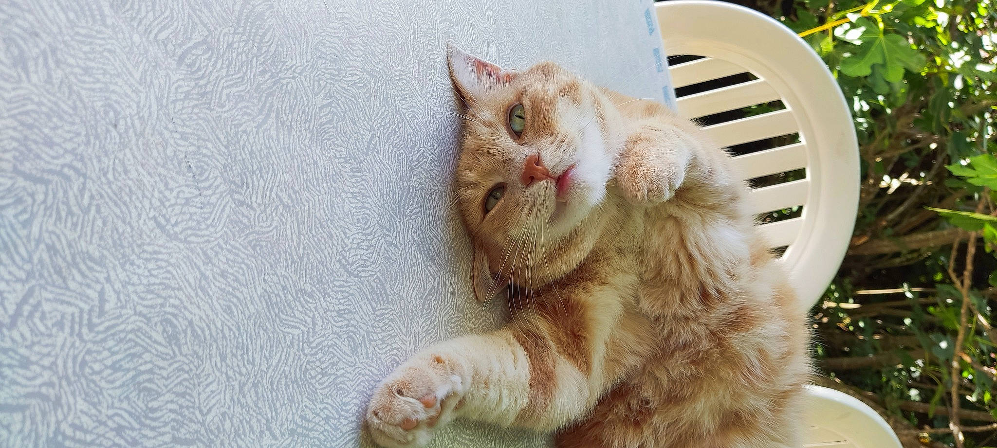 Rouky participe au concours pour gagner de l'argent avec cette photo : carnivore, cat, chair, claw, domestic_short_haired_cat, fawn, felidae, fur, paw, plant, small_to_medium_sized_cats, snout, tail, terrestrial_animal, whiskers