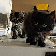 Mavis joined the competition — help win amazing prizes! appliance, black_cat, cat, closeup, countertop, curious, fur, indoor, kitten, low_light, mammal, paws, pet, playful, shadow, staring, tabby_cat, two_kittens, whiskers, wide_eyes