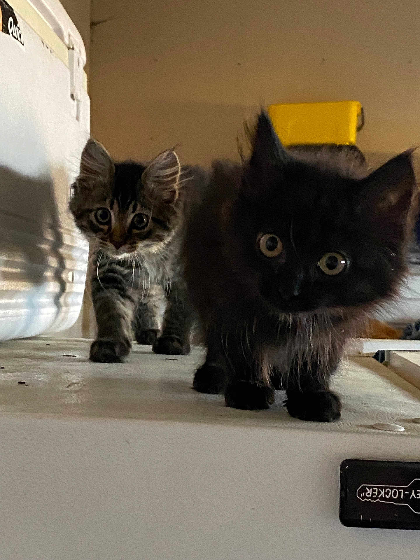 Mavis joined the competition — help win amazing prizes! appliance, black_cat, cat, closeup, countertop, curious, fur, indoor, kitten, low_light, mammal, paws, pet, playful, shadow, staring, tabby_cat, two_kittens, whiskers, wide_eyes